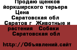 Продаю щенков йоркширского терьера. › Цена ­ 10000-15000 - Саратовская обл., Саратов г. Животные и растения » Собаки   . Саратовская обл.